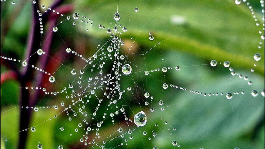 Water Web Full Desktop Screen Hd Wallpaper