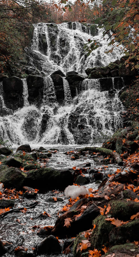 Waterfall And Maples Leaves Wallpaper