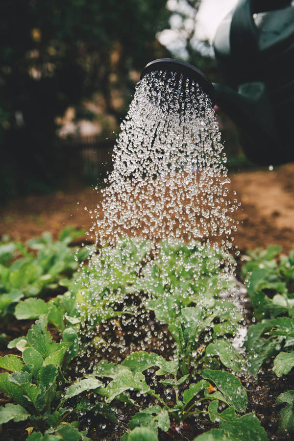 Watering Green Plants In Farm Using Watering Can Wallpaper