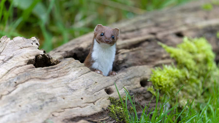 Weasel Peeking From Hollow Log Wallpaper