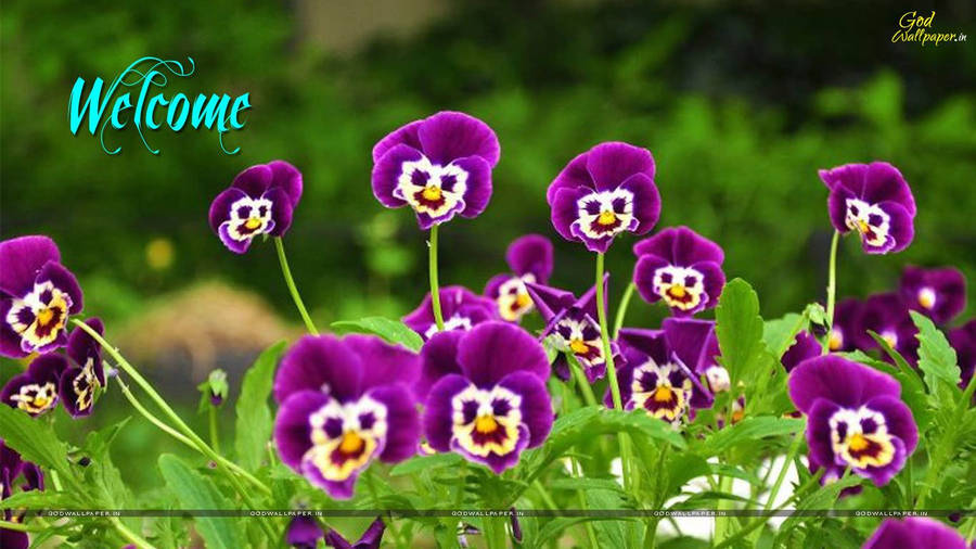 Welcome With Pansy Flowers Wallpaper
