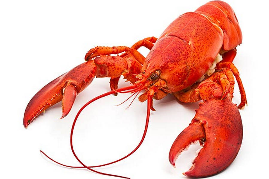 Well-cooked Lobster Photograph Wallpaper