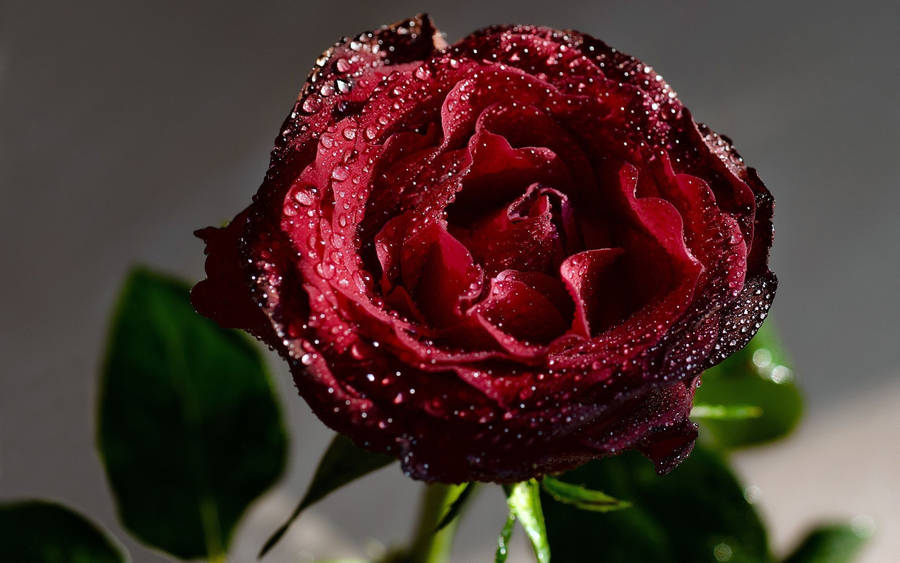 Wet Dying Red Rose Wallpaper