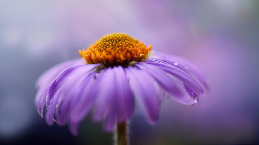 Wet Purple Flower Aster Wallpaper