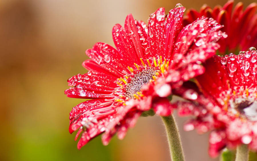 Wet Red Daisy Flower Wallpaper