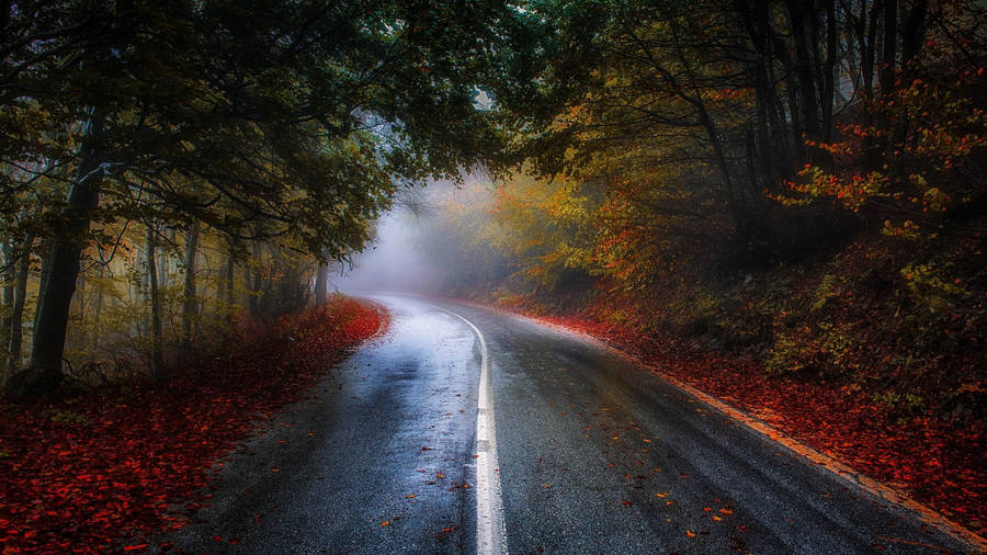 Wet Road During Autumn Macbook Wallpaper