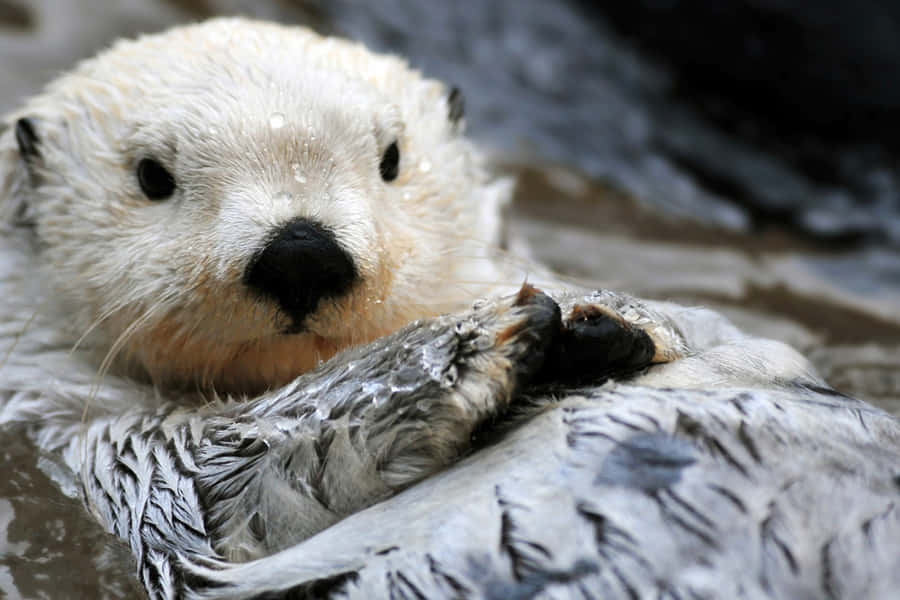 Wet Sea Otter Resting Wallpaper