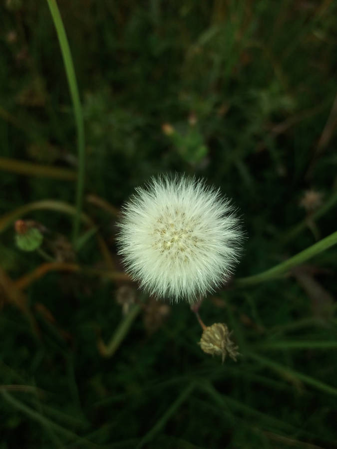 Whatsapp Dp Dandelions Wallpaper