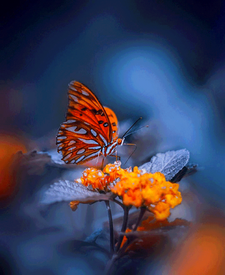 Whatsapp Dp Orange Butterfly Wallpaper