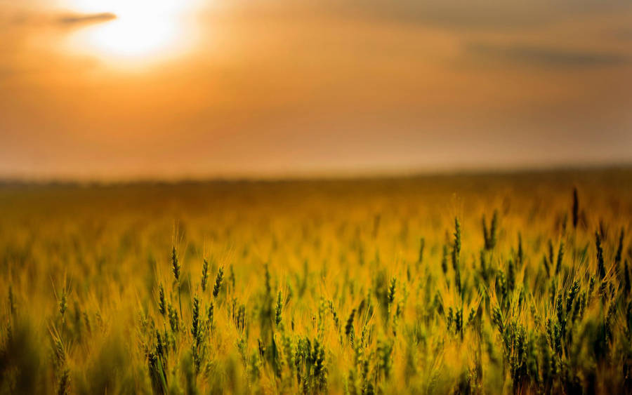 Wheat Field Agriculture On Sunset Wallpaper