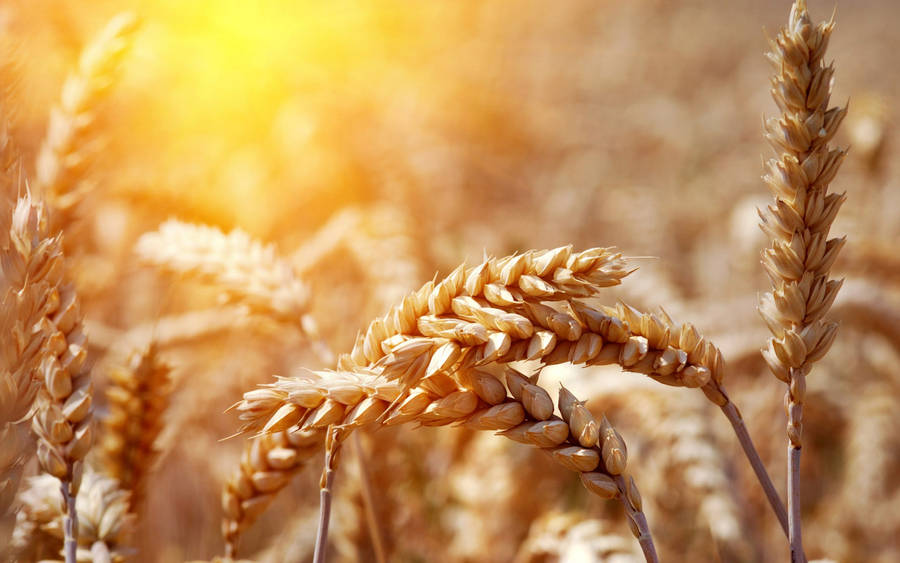 Wheat Field With Golden Glow Wallpaper