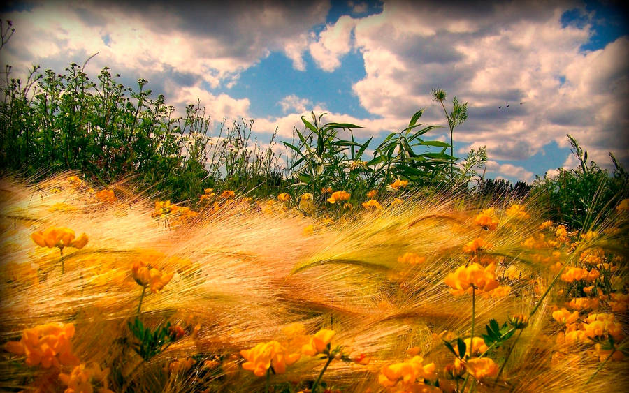 Wheat Field With Other Plants Wallpaper