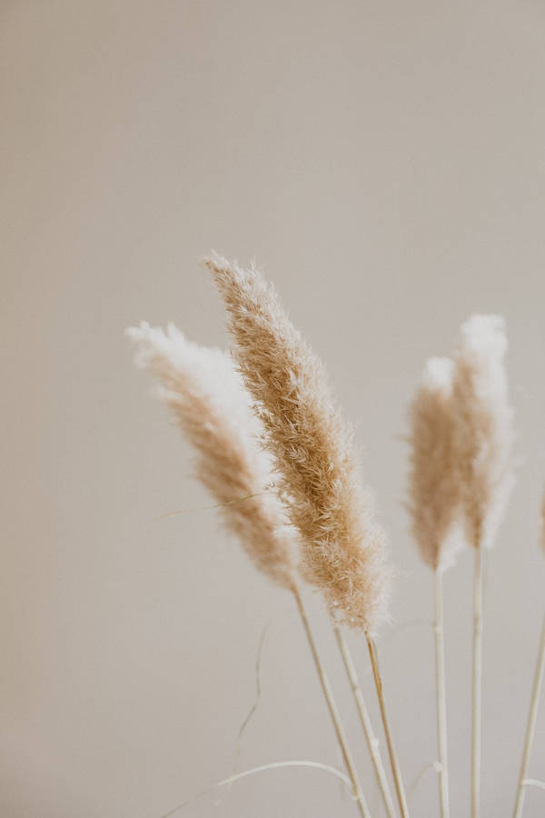 Wheat Flower Set On Beige Aesthetic Phone Wallpaper