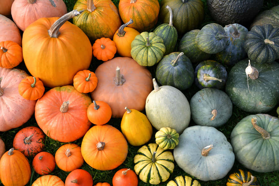 Whimsical Fall Pumpkins On A Rustic Wooden Background Wallpaper