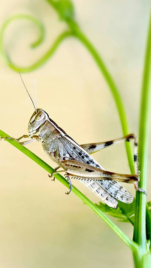 White And Black Grasshopper Wallpaper