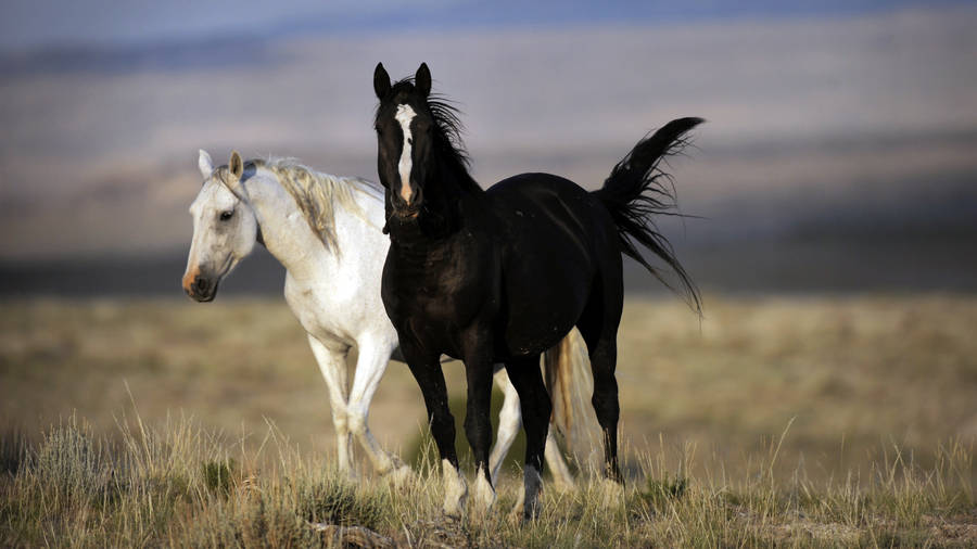 White And Black Horses Wallpaper