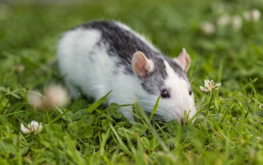 White And Black Rat On Grass Wallpaper