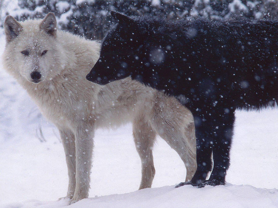 White And Black Wolf Wallpaper