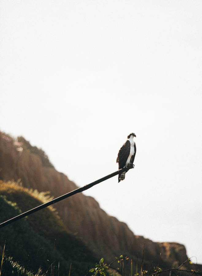 White And Brown Falcon Resting Wallpaper