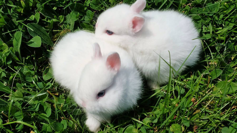 White And Fluffy Baby Bunnies Wallpaper