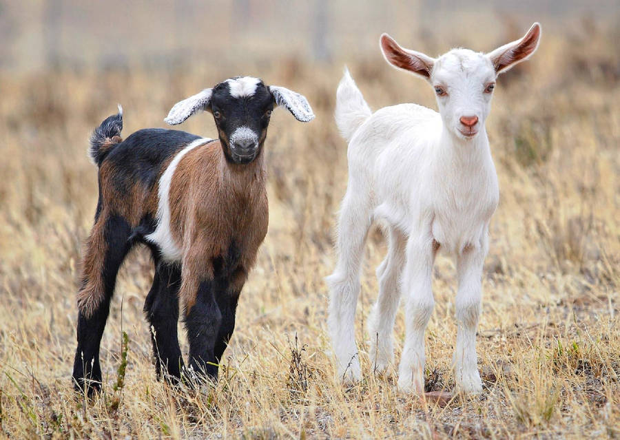 White And Tricolor Goat Wallpaper