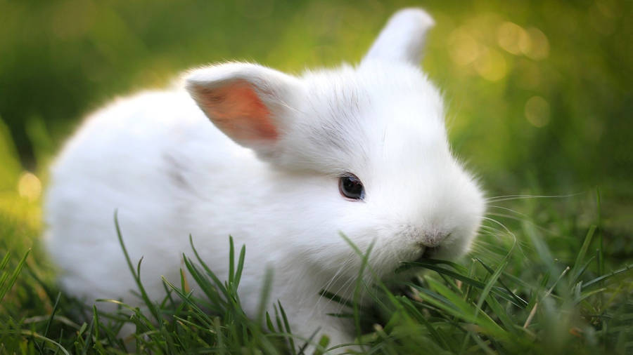 White Baby Animal Bunny Wallpaper