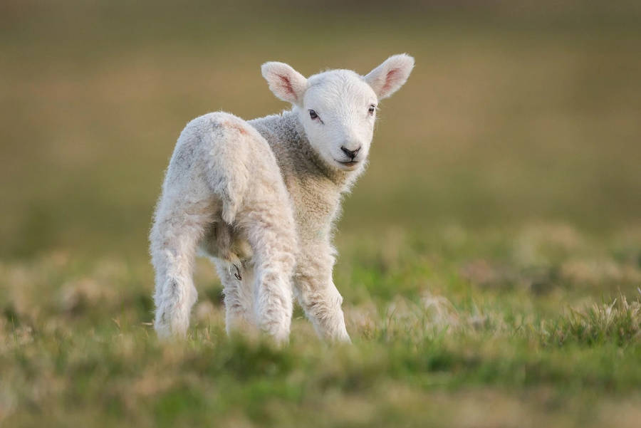 White Baby Goat Looks Back Wallpaper