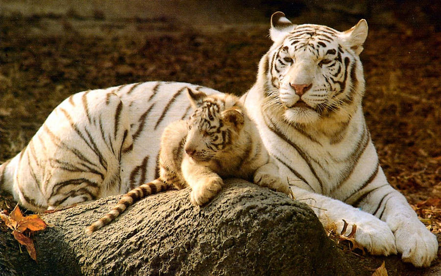 White Baby Tiger On Rock Wallpaper