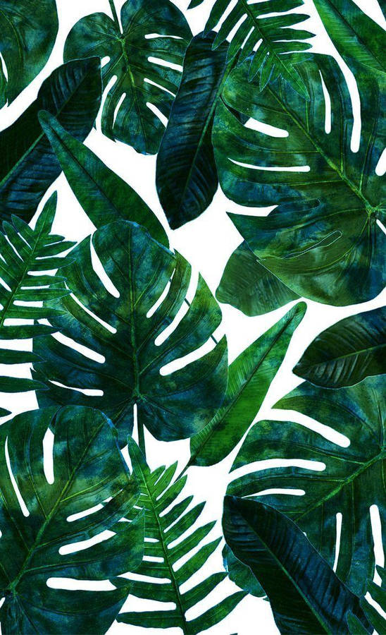 White Backdrop Monstera Leaves Aesthetic Wallpaper