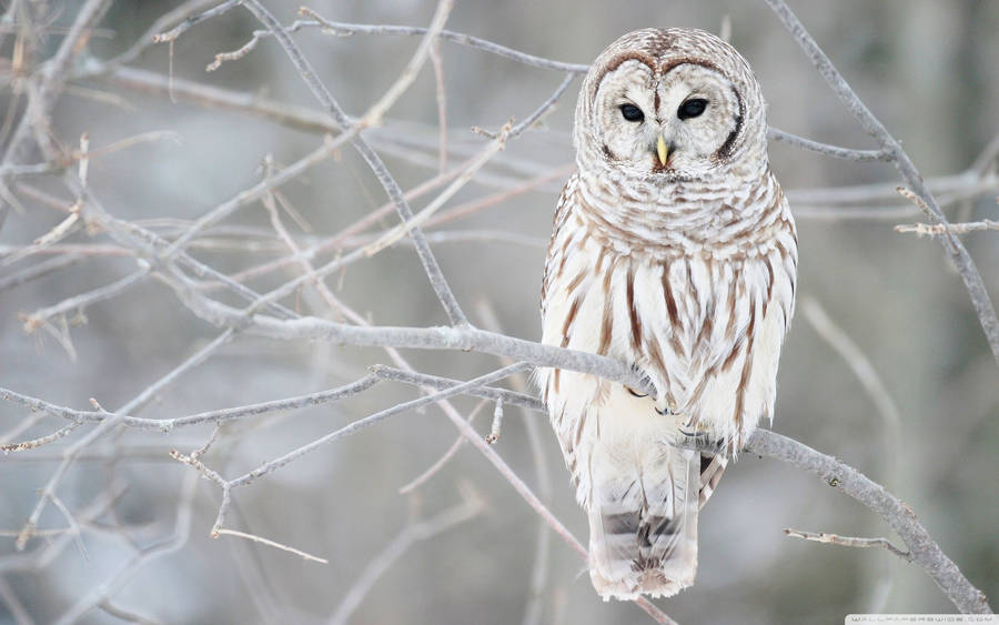White Barred Owl Snowy Branches Wallpaper