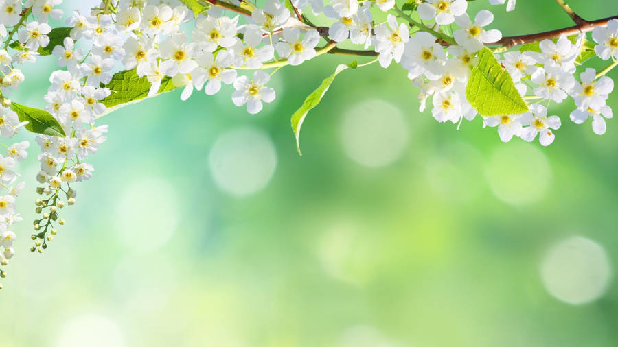 White Bird Cherry Flower Pc Wallpaper