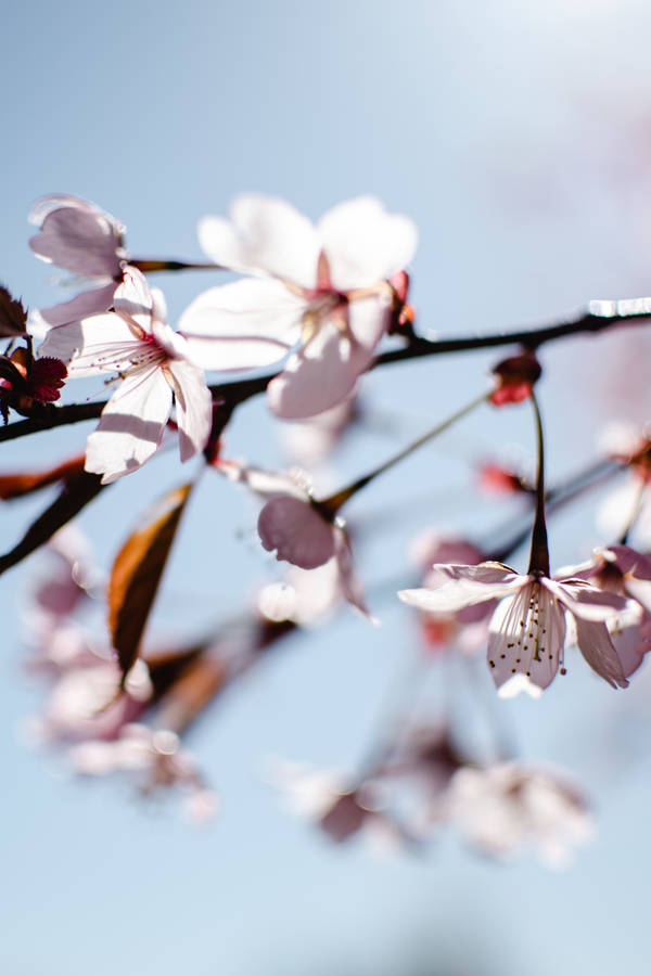 White Blossom Flower Android Wallpaper