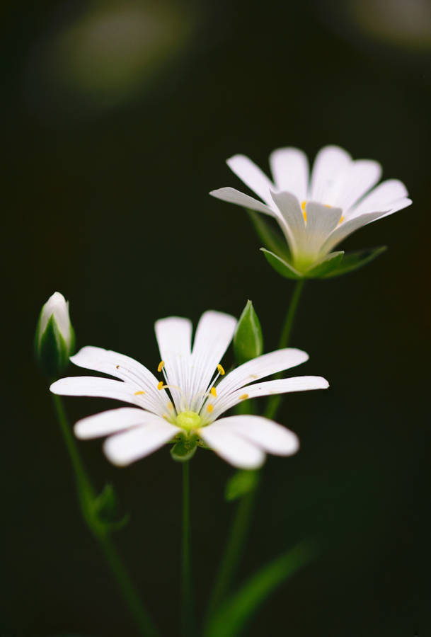 White Blossom In Green Minimalist Arrangement Wallpaper