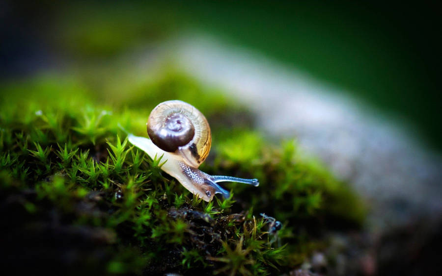 White Body Snail Wallpaper