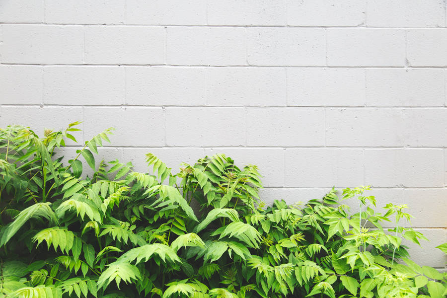 White Brick Wall Greenery Wallpaper