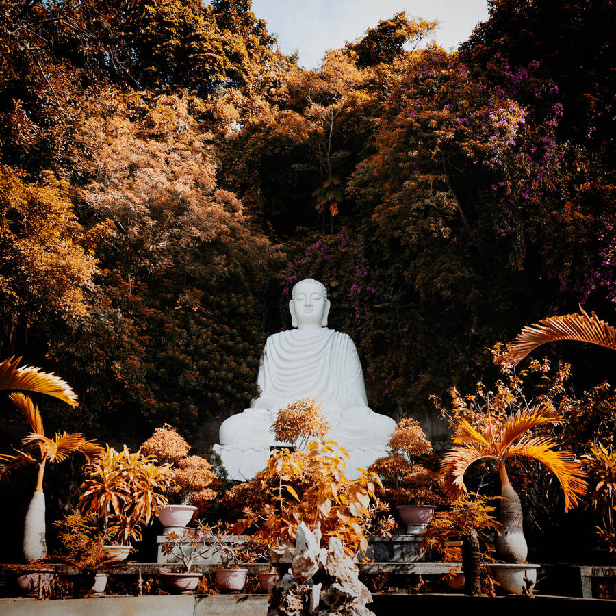 White Buddha Statue Plants Wallpaper