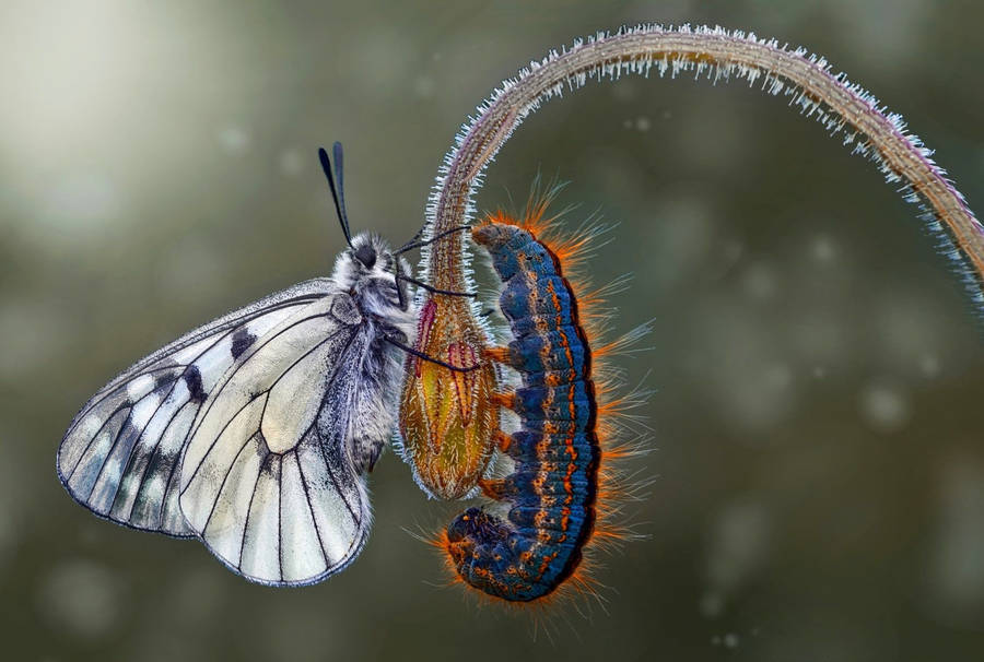 White Butterfly With Blue Caterpillar Wallpaper