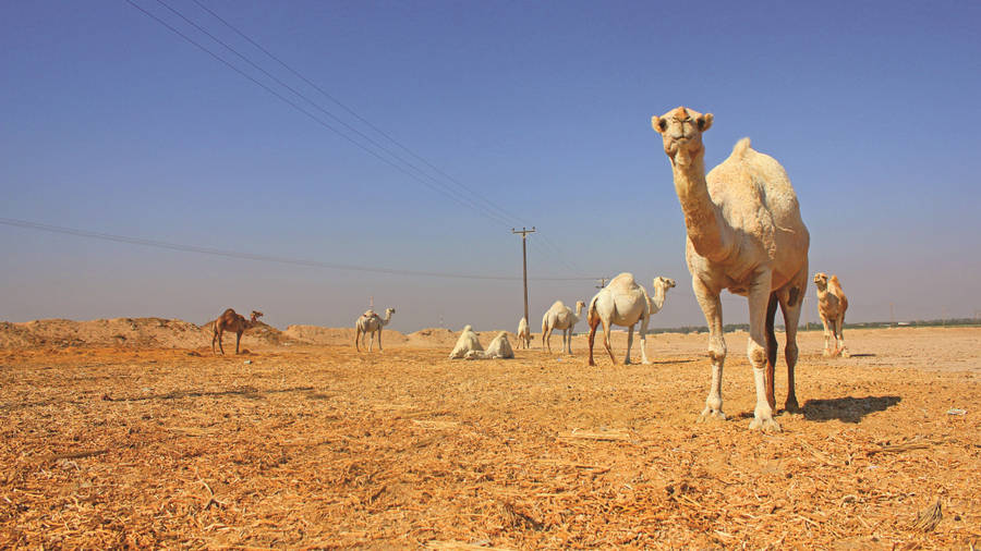 White Camels In Desert Wallpaper