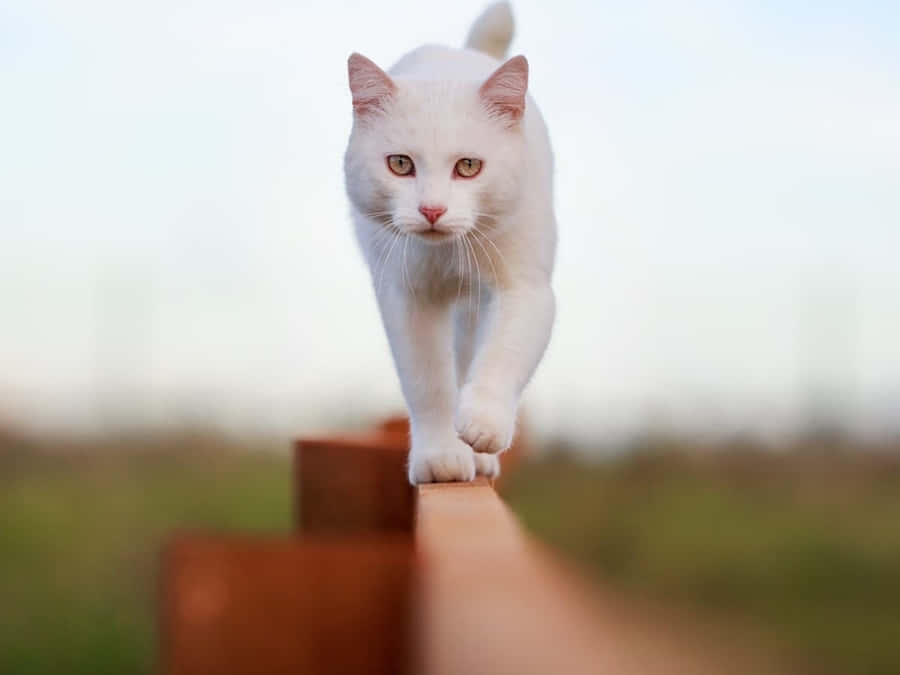 White Cat Balancingon Fence Wallpaper