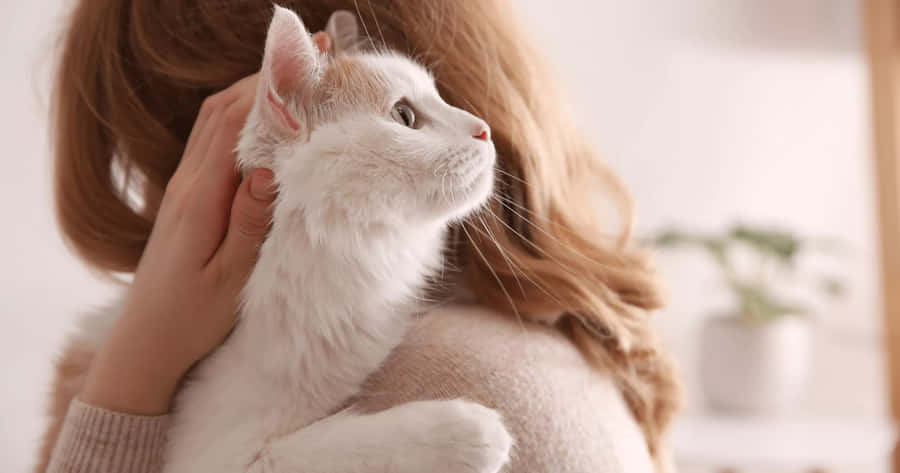 White Cat Being Pettedby Woman Wallpaper