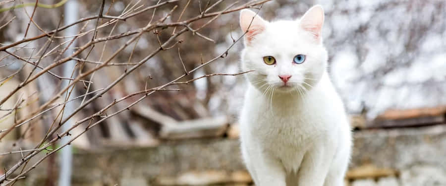 White Cat Blueand Green Eyes Outdoor Wallpaper