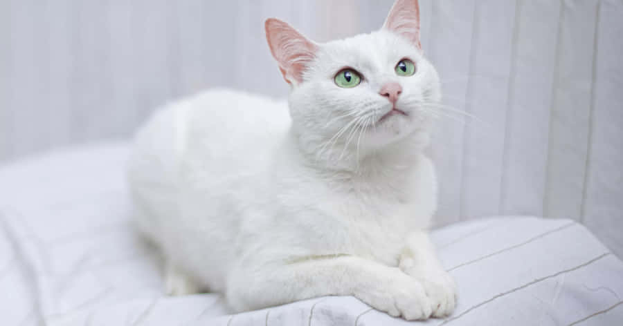 White Cat Green Eyes Wallpaper