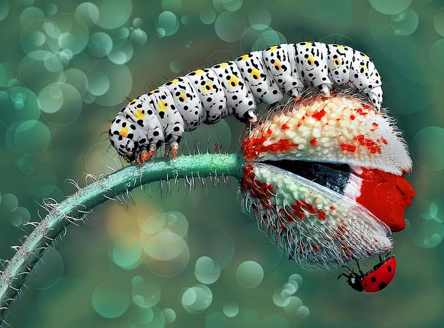 White Caterpillar Insect Photography Wallpaper