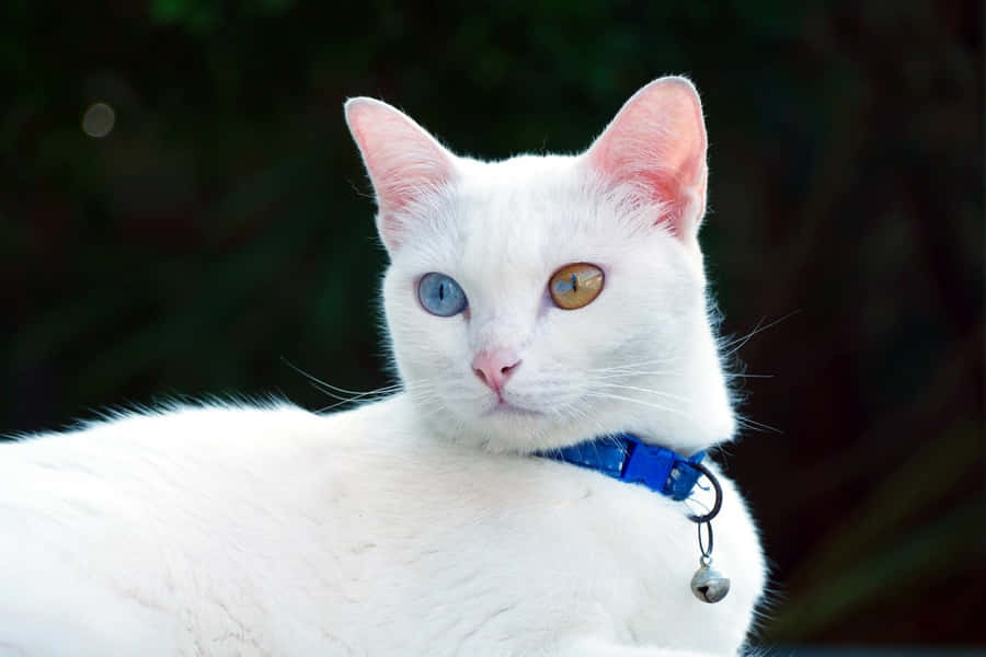 White Catwith Heterochromiaand Blue Collar Wallpaper