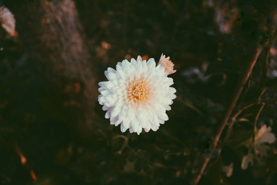 White Chrysanthemum Flower Vsco Cover Wallpaper