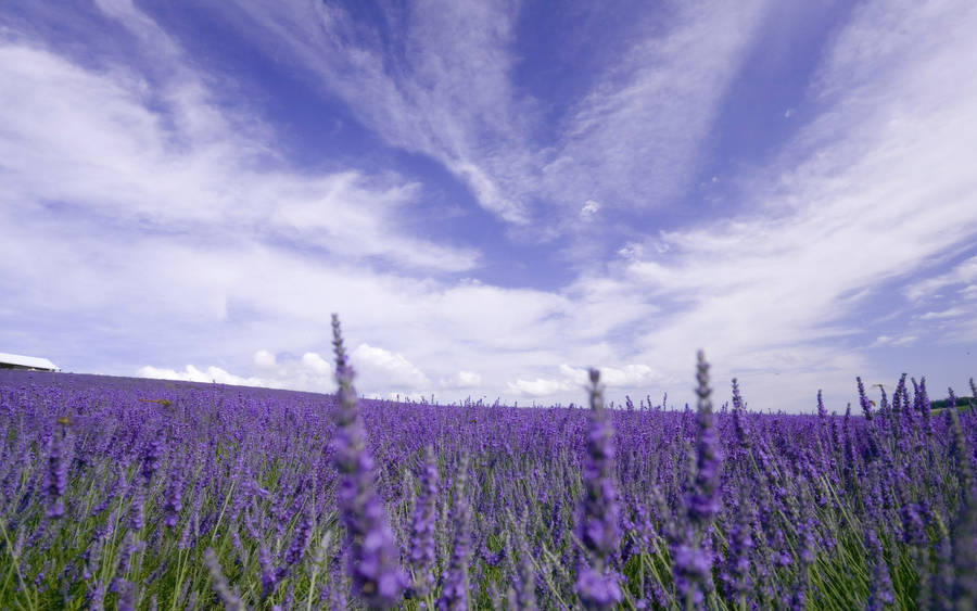 White Clouds Above Lavender Desktop Wallpaper