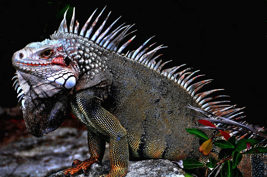 White Crested Green Iguana Wallpaper