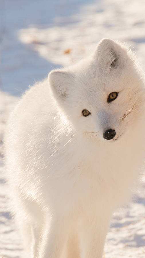 White Cute Fox Wallpaper