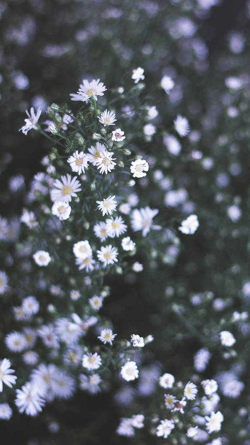 White Daisies Flower Bush For Iphone Wallpaper