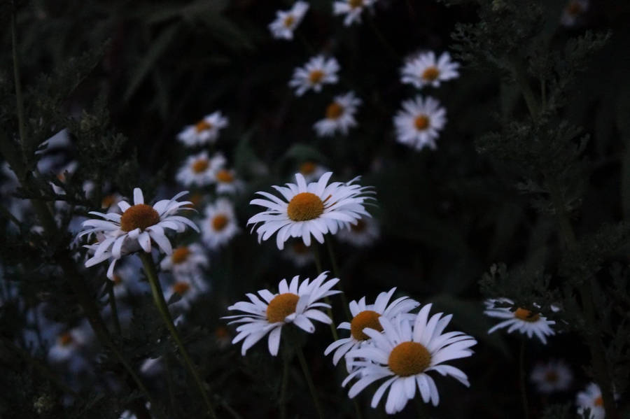 White Daisy Aesthetic Dark Photography Wallpaper